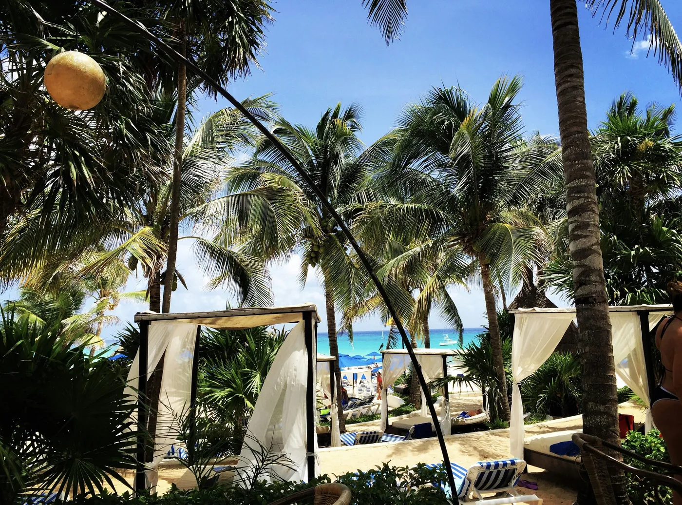 coconut tree near beach during daytime