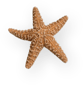 Sea Star